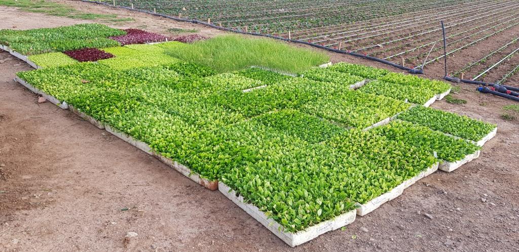 Planter verdura ecològica